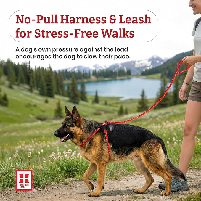 Harness Lead No Pull Dog Harness and Leash Set, Anti Pull Dog Harness, One-Piece Cushioned Rope Safely Prevents Escaping and Pulling (Small/Medium, Peacock/Blue/Lime)