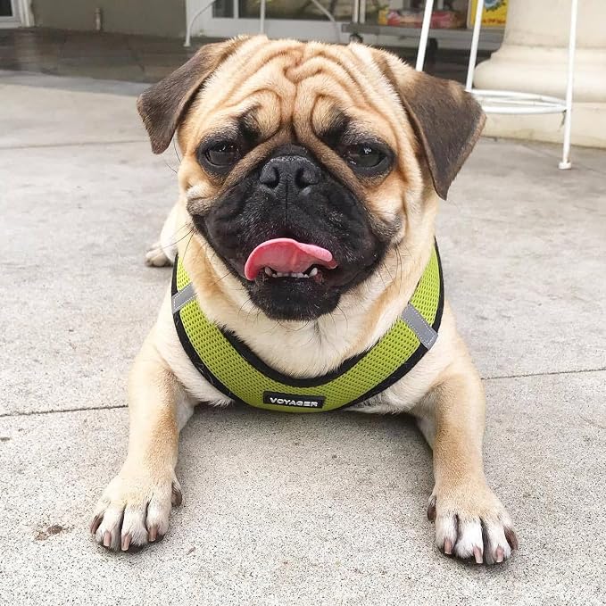 Best Pet Supplies Voyager Step-in Air All Weather Mesh Harness and Reflective Dog 5ft Leash Combo with Neoprene Handle, for Small, Medium and Large Breed Puppies - Lime/Black Trim, Medium
