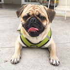 Best Pet Supplies Voyager Step-in Air All Weather Mesh Harness and Reflective Dog 5ft Leash Combo with Neoprene Handle, for Small, Medium and Large Breed Puppies - Lime/Black Trim, Medium