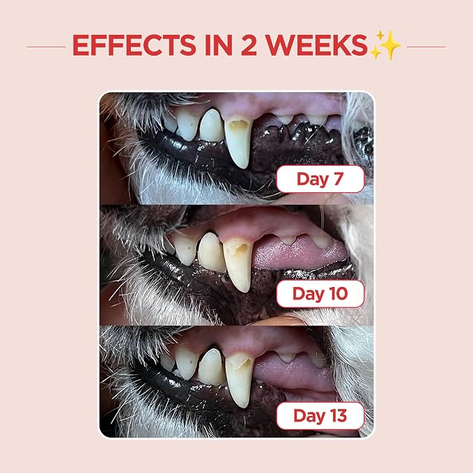 JAYU PET Dental Care Brush (Edge Bristles) 3ea - Micro Round Head Dog Toothbrush, Cat Toothbrush, Dental Care, Perfect for Kitten & Small Breed with End-tuft Diagonal-Shaped Bristle & Easy Grip Handle