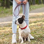 Dogline Biothane Waterproof Dog Leash Strong Coated Nylon Webbing with Black Hardware Odor-Proof Easy to Clean High Performance for Small or Large Dogs Made in USA 2 ft Lead, Merlot Burgundy