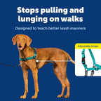 PetSafe Easy Walk Harness for Dogs - Pull-Free Walks - Patented Martingale Loop Design - Front Chest Leash Attachment - Comfort Straps - Breathable Harness Design - Medium, Teal/Gray