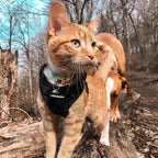 rabbitgoo Cat Harness and Leash Set, Escape Proof Vest, Black | Soft Breathable Mesh, Easy Adjustable Fit, Snap Buckles, Sturdy Clip, Reflective Strips, for Medium to Large Cats Walks, M