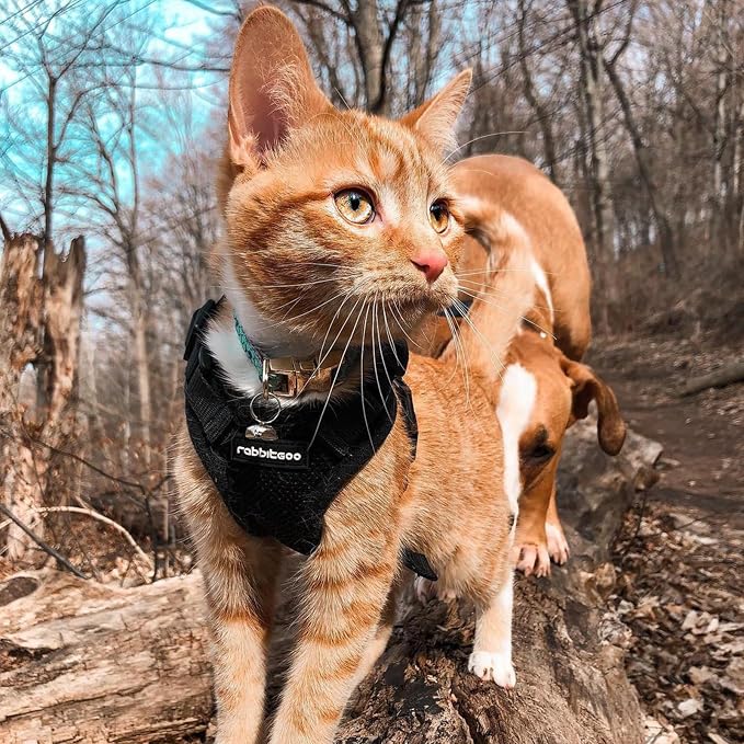 rabbitgoo Cat Harness and Leash Set, Escape Proof Vest, Black | Soft Breathable Mesh, Easy Adjustable Fit, Snap Buckles, Sturdy Clip, Reflective Strips, for Average Cats Walks, S