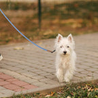 Mile High Life Thin Small Dog Leash with Genuine Leather Connection | Rope Leash, Heavy Duty 360° Swivel Metal Clasp, for Small Medium & Large Dogs (Blue White, 60 Inch)