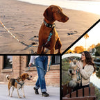 Wolfgang Heavy Duty Dog Leash, Pull-Tested for Walking & Training, WesternSky Print, Small