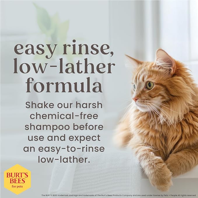 Burts Bees for Pets Hypoallergenic Cat Shampoo, Unscented, 10 Fl Oz, 2-Pk | Gentle shea butter and honey formula for indoor cats with dry or sensitive skin, pH balanced