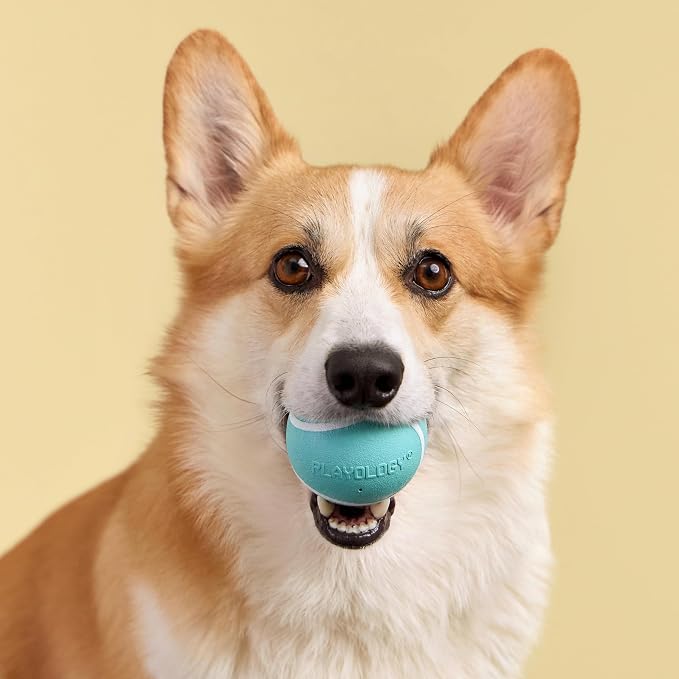Playology Dog Toys | Squeaky Chew Ball for Dogs, Value 2-Pack | Peanut Butter Scented Medium Dog Balls | Bouncy Floating Chew Toys for Fetch