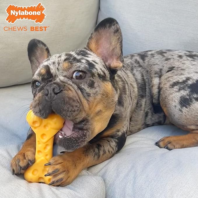 Nylabone Power Chew Lobster, Cheese, & Broccoli Dog Chew Toys, Small | 3 count, filet mignon, cheese, and bacon flavor, variety of shapes, durable chew toys, long lasting, for dogs up to 25 lbs