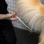 Tweezerman 9" Pet Grooming Shears-Safety Round Tips for Medium/Large Dogs