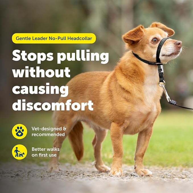 PetSafe Gentle Leader No Pull Dog Headcollar, Black, Petite | Veterinary Behaviorist-Designed No-Pull Headcollar Redirects Pulling Instinct, Padded Neoprene Nose Loop, Quick-Snap Fit