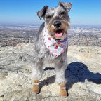 QUMY Dog Shoes for Small Dogs Hot Pavement Puppy Dog Boots & Paw Protectors | Small Medium Dog Summer Shoes, Soft Anti-Slip Rubber Sole, Mesh Breathable Dog Booties for Hardfloors, Walking Running Khaki