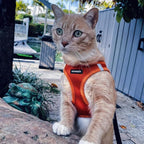 Best Pet Supplies Voyager Step-in Air All Weather Mesh Harness and Reflective Dog 5ft Leash Combo with Neoprene Handle, for Small, Medium and Large Breed Puppies - Orange, XXX-Small