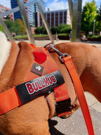 BULLHUG Adjustable Dog Harness– No Pull, No Choke – for English Bulldogs, French Bulldogs, Pugs & Broad-Chested Breeds – Easy, Safe Walks (NEON Orange, Small)