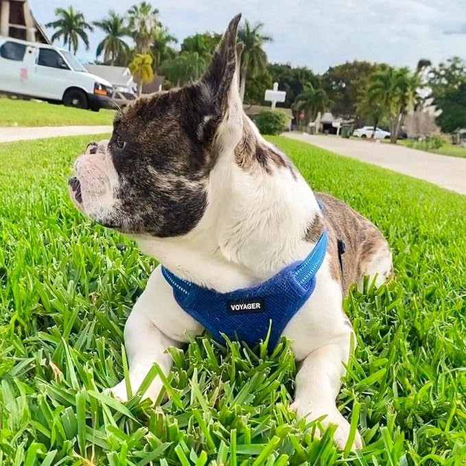 Voyager Step-in Flex Adjustable Dog Harness - Royal Blue, X-Small | 13 - 16" in Chest, Fully Adjustable, Reflective Bands, All Weather Breathable Air Mesh, Lightweight, Fast Drying