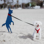 Gooby Escape Free Sport Leash - Turquoise, 4 FT - Neoprene Dog Leash with Quick Release Buckle for Small, Medium and Large Dogs