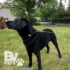 BV Dog Tie Out Cable 25 Feet - Heavy Duty Dog Lead up to 90 Pounds - Reflective & Rust-Free with Quick Release Swivel Clips & 360° Rotating Clasp - Tangle-Free Dogs Runner for Yard (Silver, Single)