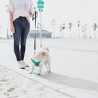Gooby Escape Free Sport Leash - Blue, 4 FT - Neoprene Dog Leash with Quick Release Buckle for Small, Medium and Large Dogs