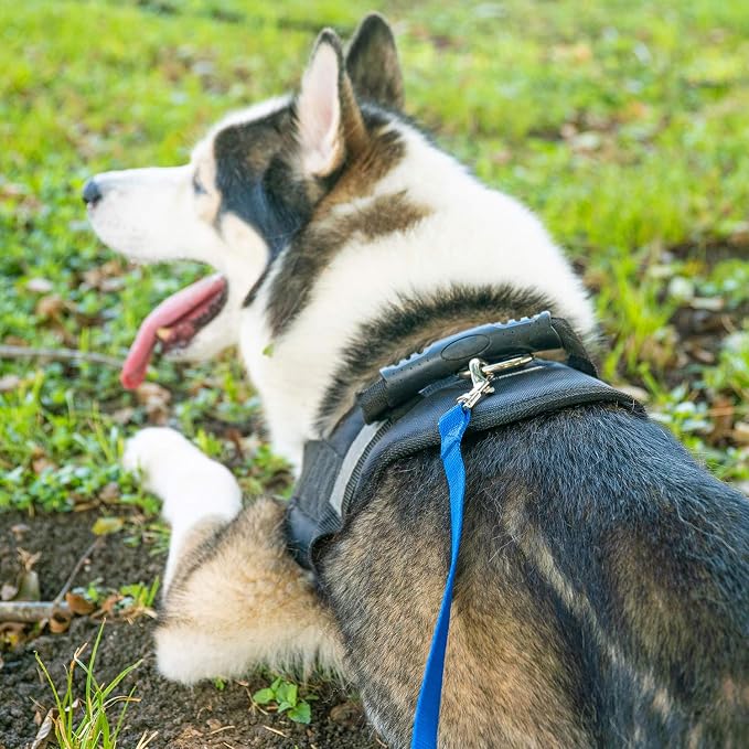 Hi Kiss Dog/Puppy Obedience Recall Training Agility Lead - 15ft 20ft 30ft 50ft 100ft Training Leash - Great for Training, Play, Camping, or Backyard Blue 15 Feet