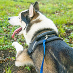 Hi Kiss Dog/Puppy Obedience Recall Training Agility Lead - 15ft 20ft 30ft 50ft 100ft Leash - Great for Play, Camping, or Backyard - Black