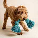 Playology Dog Toys | Dri-Tech Rope Tug of War Dog Toy for Tough Chewers | Peanut Butter Scented Medium Tug Rope Toys for Dogs