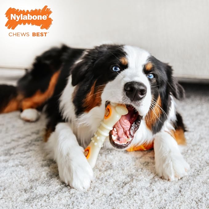 Nylabone Power Chew Knuckle Bone & Pop-in Dog Treat Toy & 30 Treat Refills | Large breeds, chicken flavor, all-natural treats, dog enrichment, interactive dog toys to keep them busy, dogs up to 50 lbs