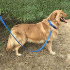 Waterproof Dog Training Leash 50FT 30FT 15FT 10FT 5FT Heavy Duty Recall Long Lead for Large Medium Small Dogs (5FT, Blue)