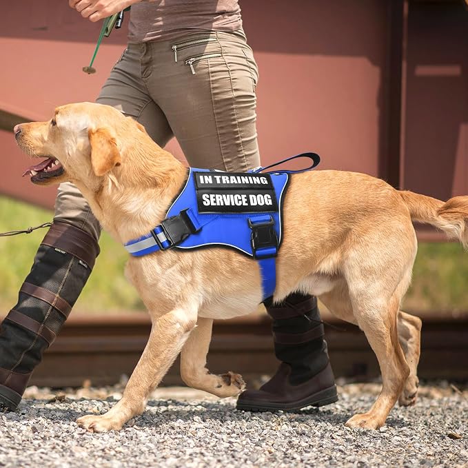 Service Dog Vest Harness and Leash Set+10 Patches,Easy Walk Blue XL | No Pull&Adjustable Reflective Dog Harness Large Sized,Dog Leash with 2 Soft Padded Handles,for Training Hiking Walking