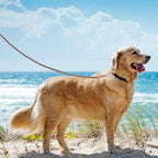 Mile High Life Dog Leash with Genuine Leather Connection, 4/5/6 FT | Rope Leash, Heavy Duty 360° Swivel Metal Clasp, for Small Medium & Large Dogs Walking (Brown, 60 Inch-1/2)