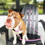 Warren London Climbing Rope Dog Leash | 5ft Length with Options for Reflective | Ergonomic Grip Comfort Control and Durability | Heavy Duty for Small Medium and Large Dogs | Purple