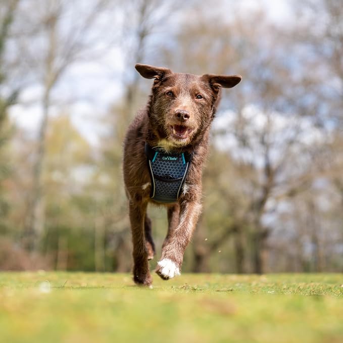 CarSafe Crash Tested Dog Safety Harness - Crash Tested to 32Kg/70lbs, Safely Secure Dog in the Car, Comfortable and Padded Design. for Toy, Small, Medium and Large Dogs (Size Small)