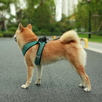 Best Pet Supplies Voyager Step-in Air All Weather Mesh Harness and Reflective Dog 5ft Leash Combo with Neoprene Handle, for Small, Medium and Large Breed Puppies - Turquoise 2-Tone, Large