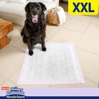 Hartz Miracle Guard Dog and Puppy Dog Pads Max Absorbency 24 Hour Use Odor Eliminating Lavender Scented No Leaks, 2XL Size 20 Count