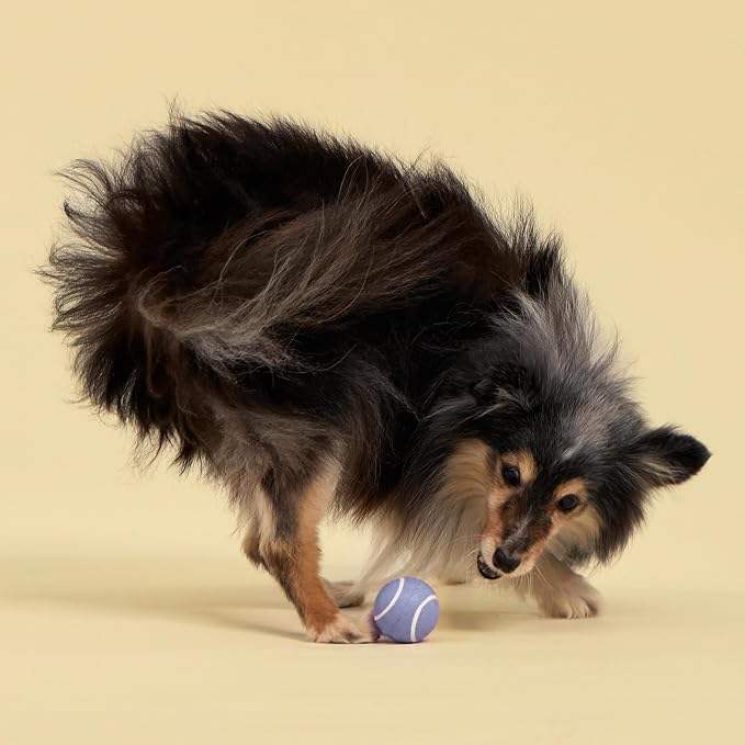 Playology Dog Toys | Squeaky Chew Ball for Dogs, Value 3-Pack | Blueberry Scented Small Dog Balls | Bouncy Floating Chew Toys for Fetch