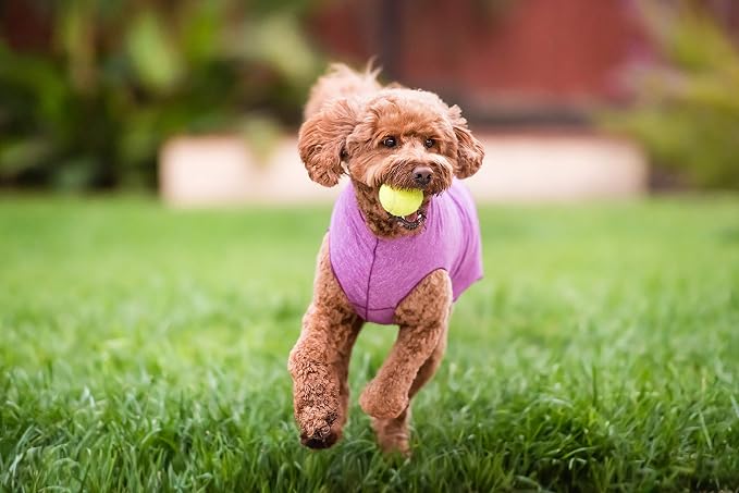 Gold Paw Sun Shield Dog Tee – T-Shirt for Canines – UV Protection, Pet Anxiety Relief, Wound Care – Protects Against Foxtails, Aids Alopecia - Machine Washable, All Season – Size 2 – Violet