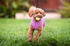 Gold Paw Sun Shield Dog Tee – T-Shirt for Canines – UV Protection, Pet Anxiety Relief, Wound Care – Protects Against Foxtails, Aids Alopecia - Machine Washable, All Season – Size 30 – Violet