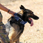 Tactical Military Collar - Adjustable Nylon, Heavy Duty Metal Buckle with Handle for Dog Training, with Patches (Blue, M)