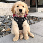 rabbitgoo Dog Harness, No Pull for Small Dogs with 2 Leash Clips, Pet Vest | No Choke with Handle, Adjustable Soft Padded, Reflective, Easy Control for Walking, Black, Small
