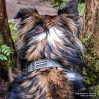 Wilderdog Waterproof Dog Collar - Repels Water & Dirt - Medium 13"-18" - Olive