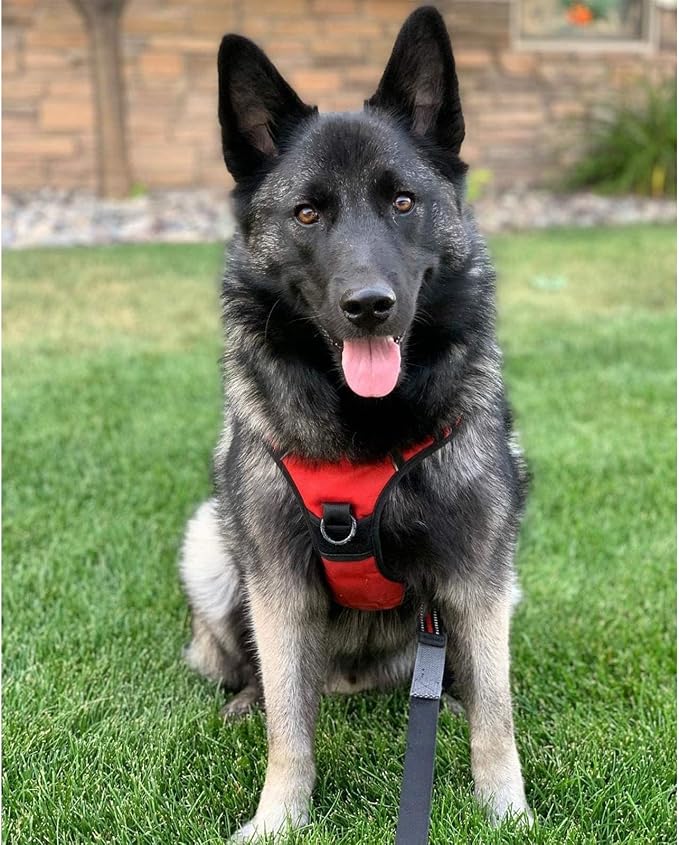 rabbitgoo Dog Harness, No Pull for Large Dogs with 2 Leash Clips, Pet Vest | No Choke with Handle, Adjustable Soft Padded, Reflective, Easy Control for Walking, Red, Large