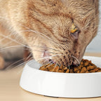 CatGuru Cat Bowls, Original Whisker-Friendly Pet Bowl for Wet & Dry Food | Wide, shallow food dish lets cats reach every bite comfortably reducing food waste. Nonslip. Dishwasher safe/ Marshmallow