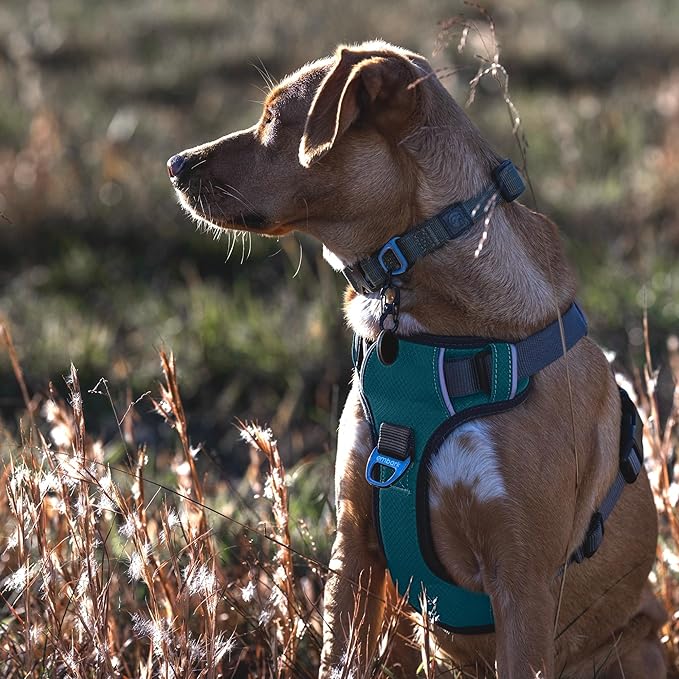Embark Adventure Dog Harness for Small, Medium & Large Dogs – No Pull, Reflective Trim, Military Grade Nylon, 2 Leash Clips, Gel-Lined Handle, Soft Padded, Blue