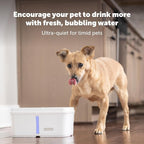 PetSafe Viva Pet Fountain, Cats & Small Dogs, Plastic Tray, 140 oz | Food-Grade Plastic, Ultra-Quiet Pump, Dishwasher Safe, Double Filtration, Filters Included