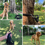 Tuff Pupper Heavy Duty 30 Foot Long Rope Leash for Dogs | Dog Recall Training Leash | High Visibility Strong Climbing Rope Leashes | Hand or Waist Worn | Stainless Steel 360° Clips for Tangle Free Use