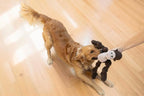 KONG Knots Oversized Dog Toy - Large/X-Large - with Inner Rope Skeleton (Frog/Monkey Combo)
