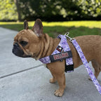 BULLHUG Adjustable Dog Harness– No Pull, No Choke – for English Bulldogs, French Bulldogs, Pugs & Broad-Chested Breeds – Easy, Safe Walks (Purple Floral, XL)