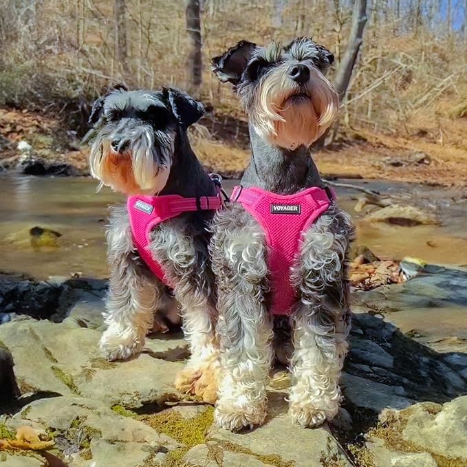 Voyager Step-in Flex Adjustable Dog Harness - Fuchsia, Large | 20 - 25" in Chest, Fully Adjustable, Reflective Bands, All Weather Breathable Air Mesh, Lightweight, Fast Drying