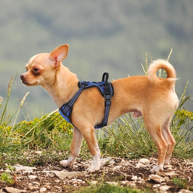 rabbitgoo Dog Harness, No Pull for Small Dogs with 2 Leash Clips, Pet Vest | No Choke with Handle, Adjustable Soft Padded, Reflective, Easy Control for Walking, Dazzling Blue, X-Small