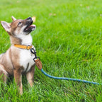 Mile High Life Dog Leash with Genuine Leather Connection, 6 FT/5 FT/4 FT | Rope Leash, Heavy Duty 360° Swivel Metal Clasp, for Small Medium & Large Dogs (Green, 72 Inch)
