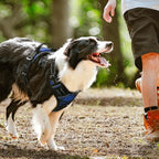rabbitgoo Dog Harness, No Pull for Large Dogs with 2 Leash Clips, Pet Vest | No Choke with Handle, Adjustable Soft Padded, Reflective, Easy Control for Walking, Blue Plaid, X-Large